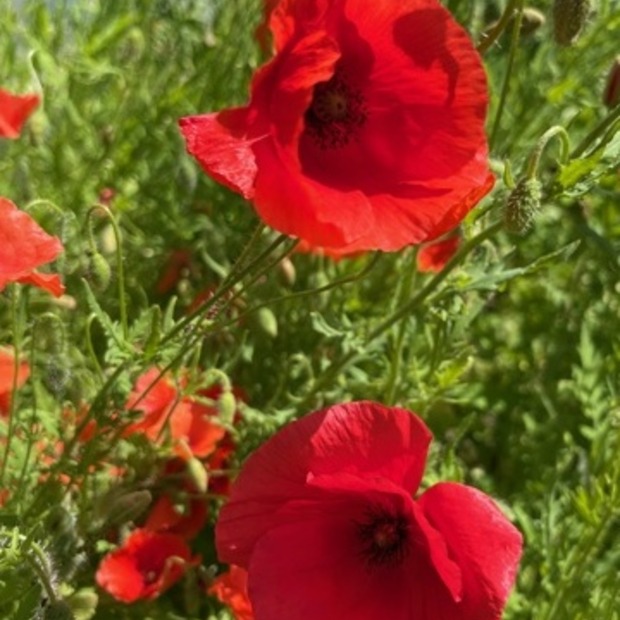 "Klatschmohn" - BIO-Blumensamen [samenfest]
