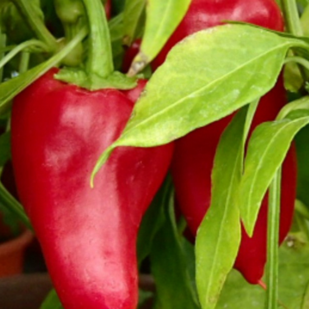 Paprika "Türkischer Gewürzpaprika" - BIO-Paprikasorte [samenfest]