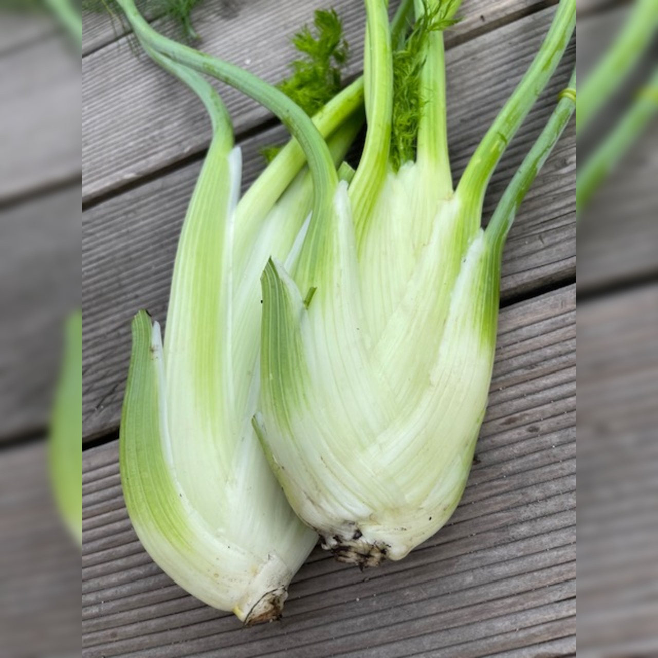 Knollenfenchel Samen "Selma" (samenfestes & BIO)