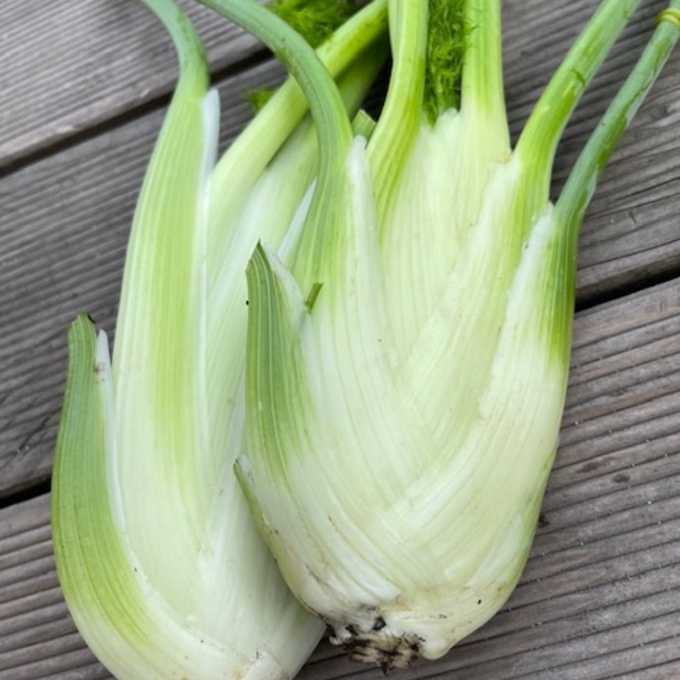 Knollenfenchel Samen "Selma" (samenfestes & BIO)