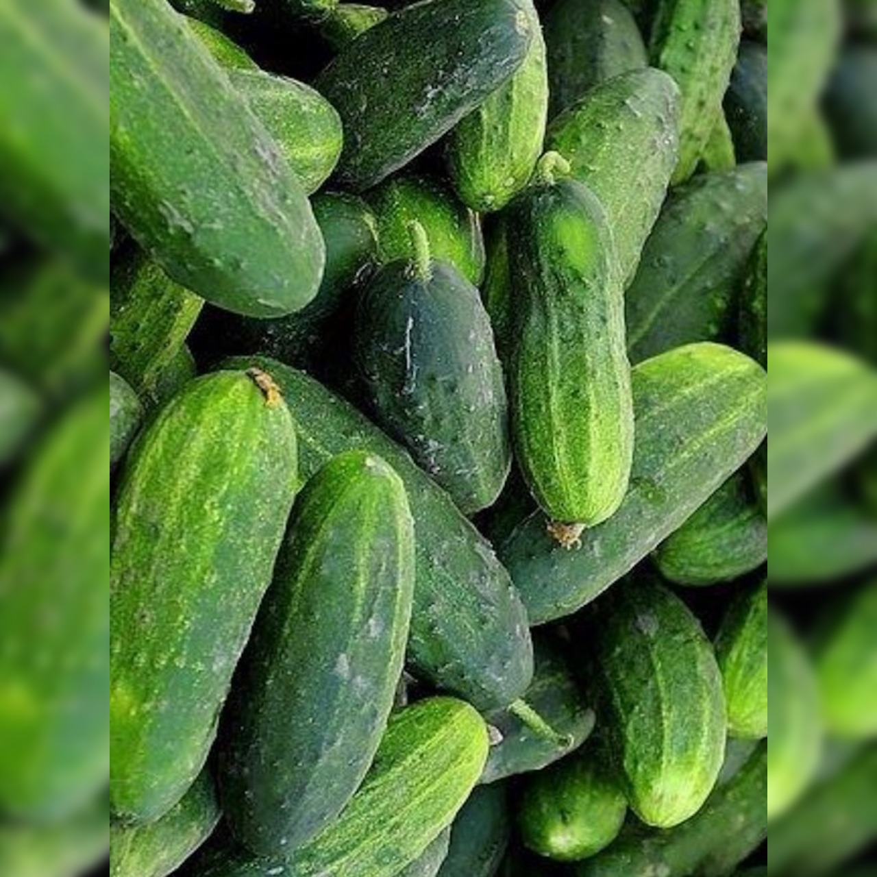 Anzucht-Set "Einlegegurken"