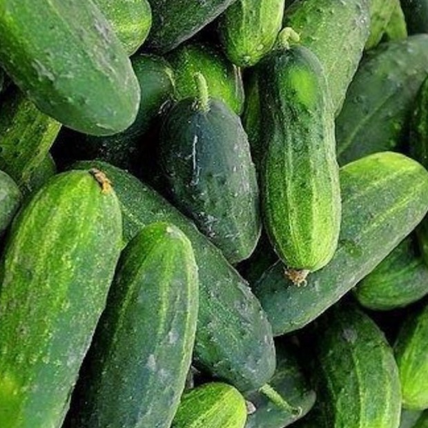 Anzucht-Set "Einlegegurken"