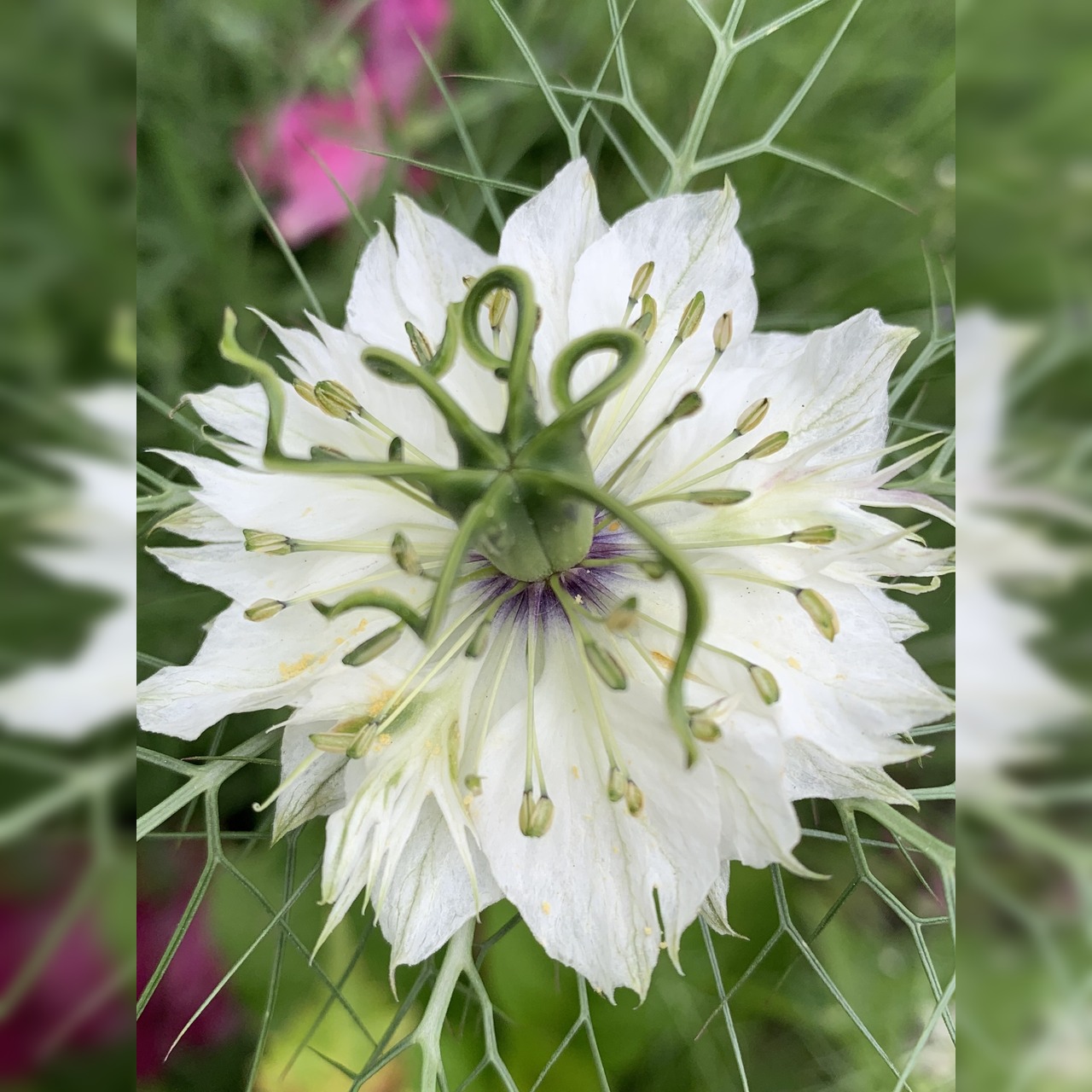 "Jungfer im Grünen" - BIO- Blumensamen [samenfest]
