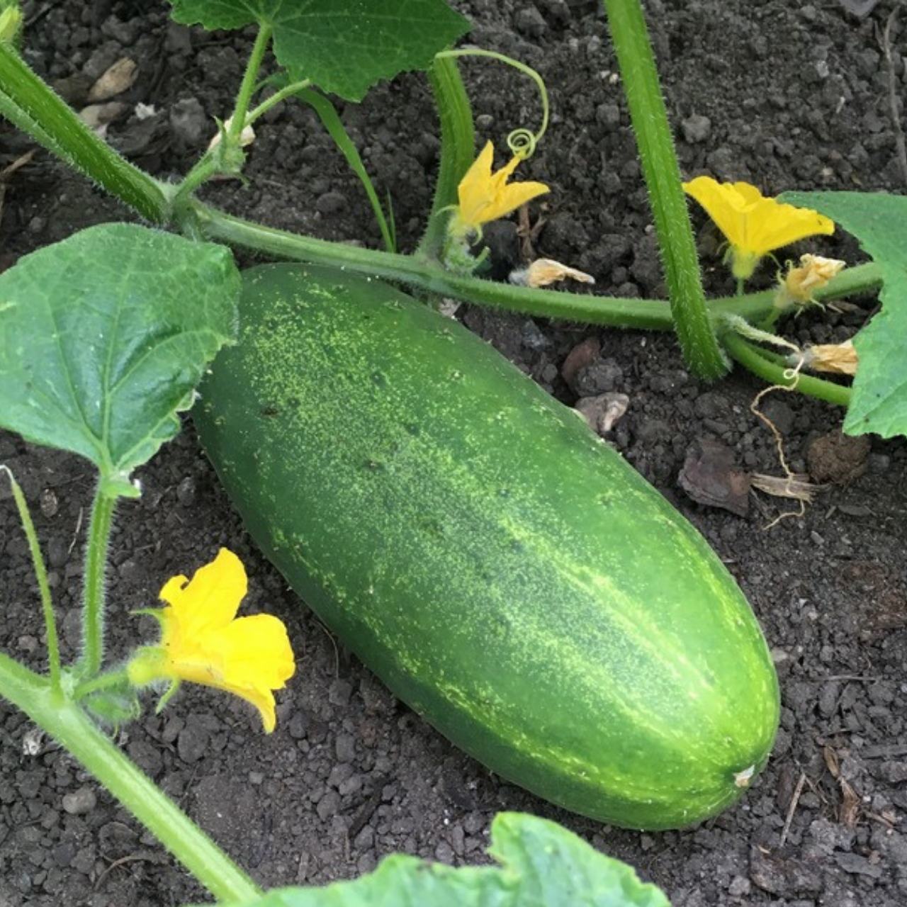 Gurke "Persika" - BIO-Gurkensamen [samenfest]