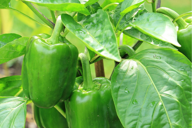 Bild von Paprikasamen selber ziehen: Samen gewinnen & keime