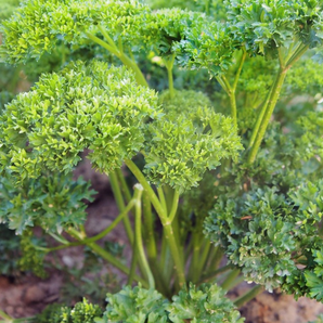 Krause Petersilie - Bio-Kräutersamen samenfest