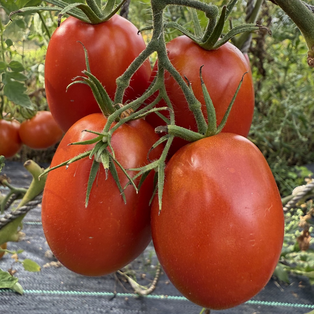 Tomate "Harzfeuer" - BIO-Tomatensorte