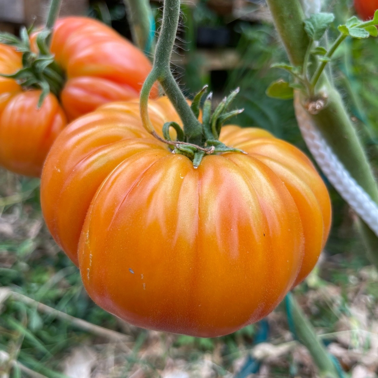Tomate "Ananastomate" - BIO-Tomatensorte [samenfest]