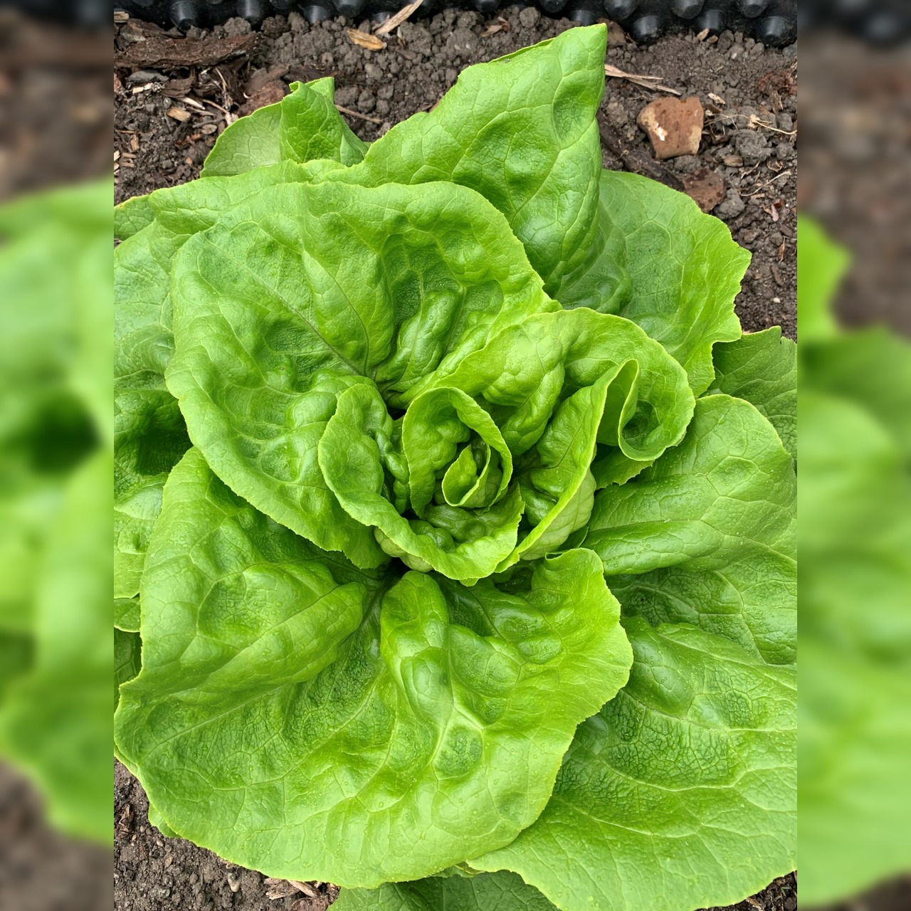 Anfängergemüse-Set - 12 BIO-Sorten [samenfest]