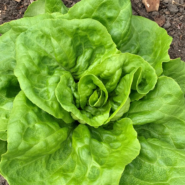 Anfängergemüse-Set - 12 BIO-Sorten [samenfest]