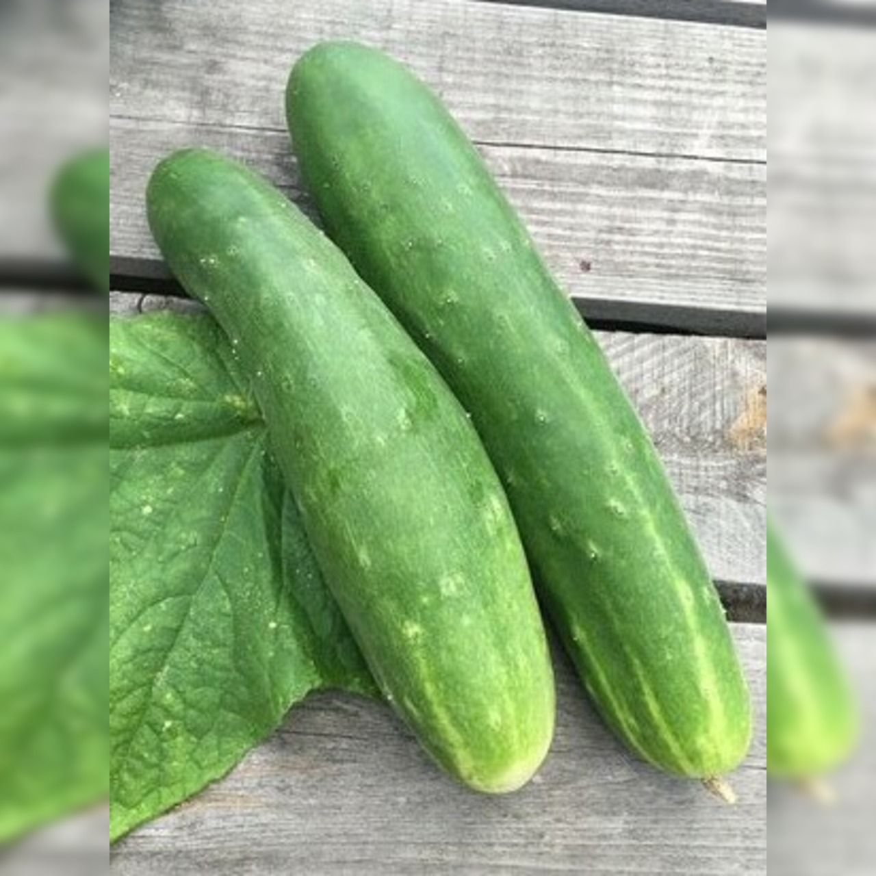 Anzucht-Set "Freilandgurke"