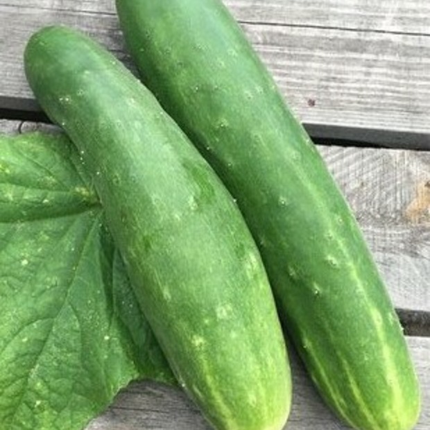 Anzucht-Set "Freilandgurke"