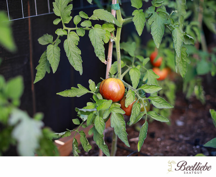 Tomaten in der Erde, Tomatengewächshaus