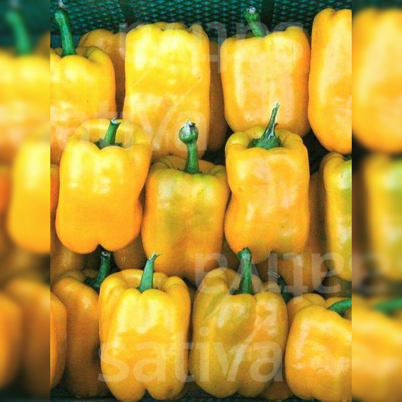 Paprikasamen-Set "Paprika" - 4 BIO-Paprikasorten [samenfest]