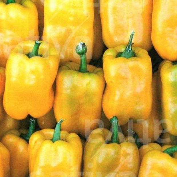 Paprikasamen-Set "Paprika" - 4 BIO-Paprikasorten [samenfest]