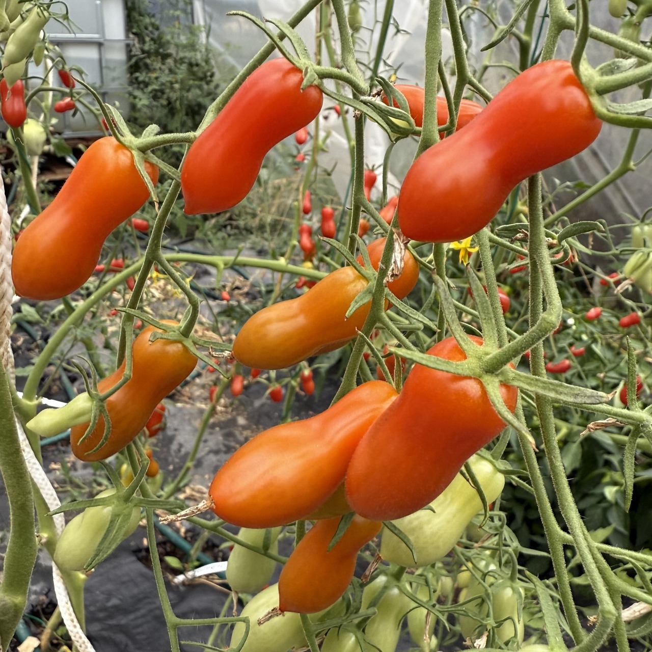 Tomate "Zauberstab" - BIO-Tomatensorte