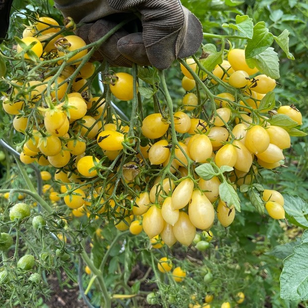Tomate "Barry´s Crazy Cherry" - BIO-Tomatensorte [samenfest]
