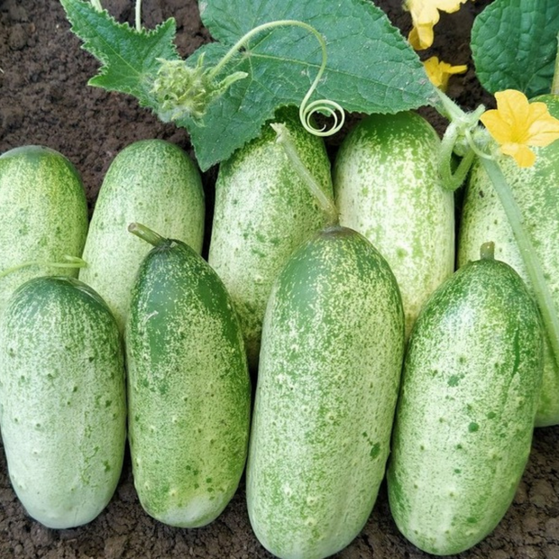 Gurke "Russische" - BIO-Freilandgurke [samenfest]