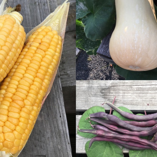 Gemüsesamen-Set "Indianerbeet" - 3 BIO-Sorten [samenfest]