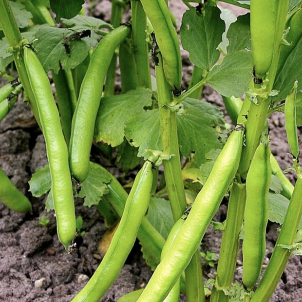 Dicke Bohnen "Eleonora" (samenfest & BIO)