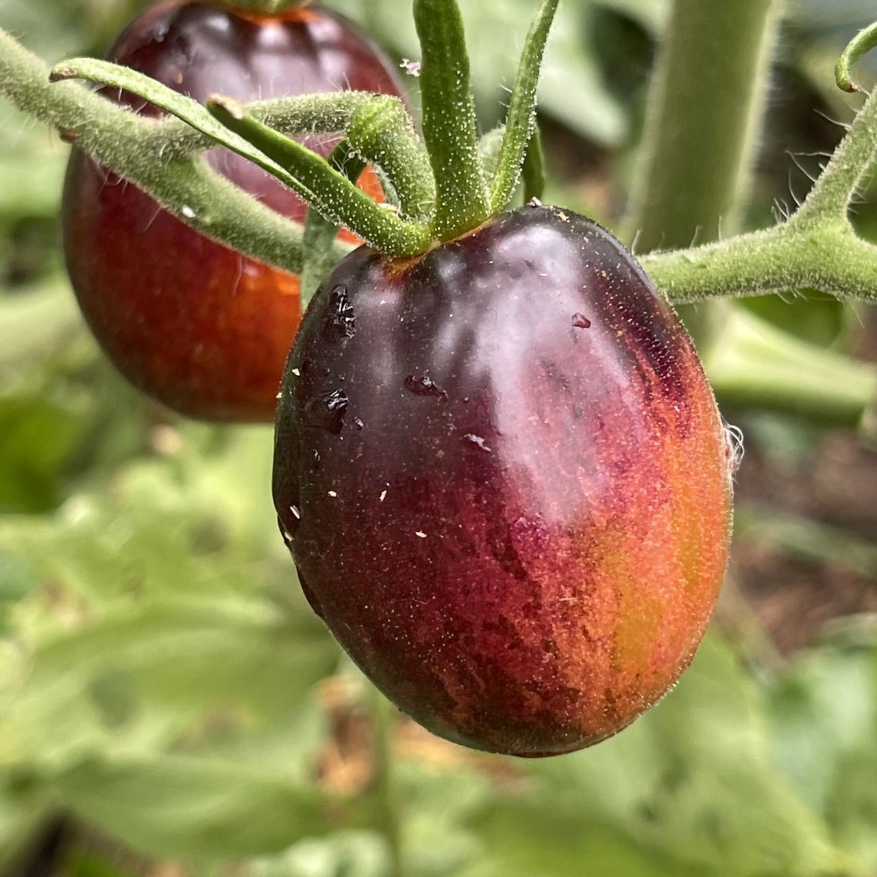 Tomate „Purple Dragon“ - BIO-Tomatensorte [samenfest]