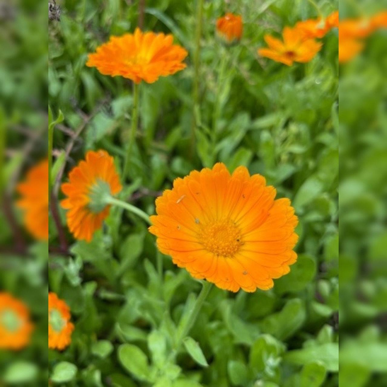 Blumensamen-Set "Gründüngung fürs Gemüsebeet" - 7 BIO-Sorten [samenfest]