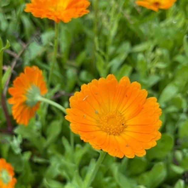 Blumensamen-Set "Gründüngung fürs Gemüsebeet" - 7 BIO-Sorten [samenfest]