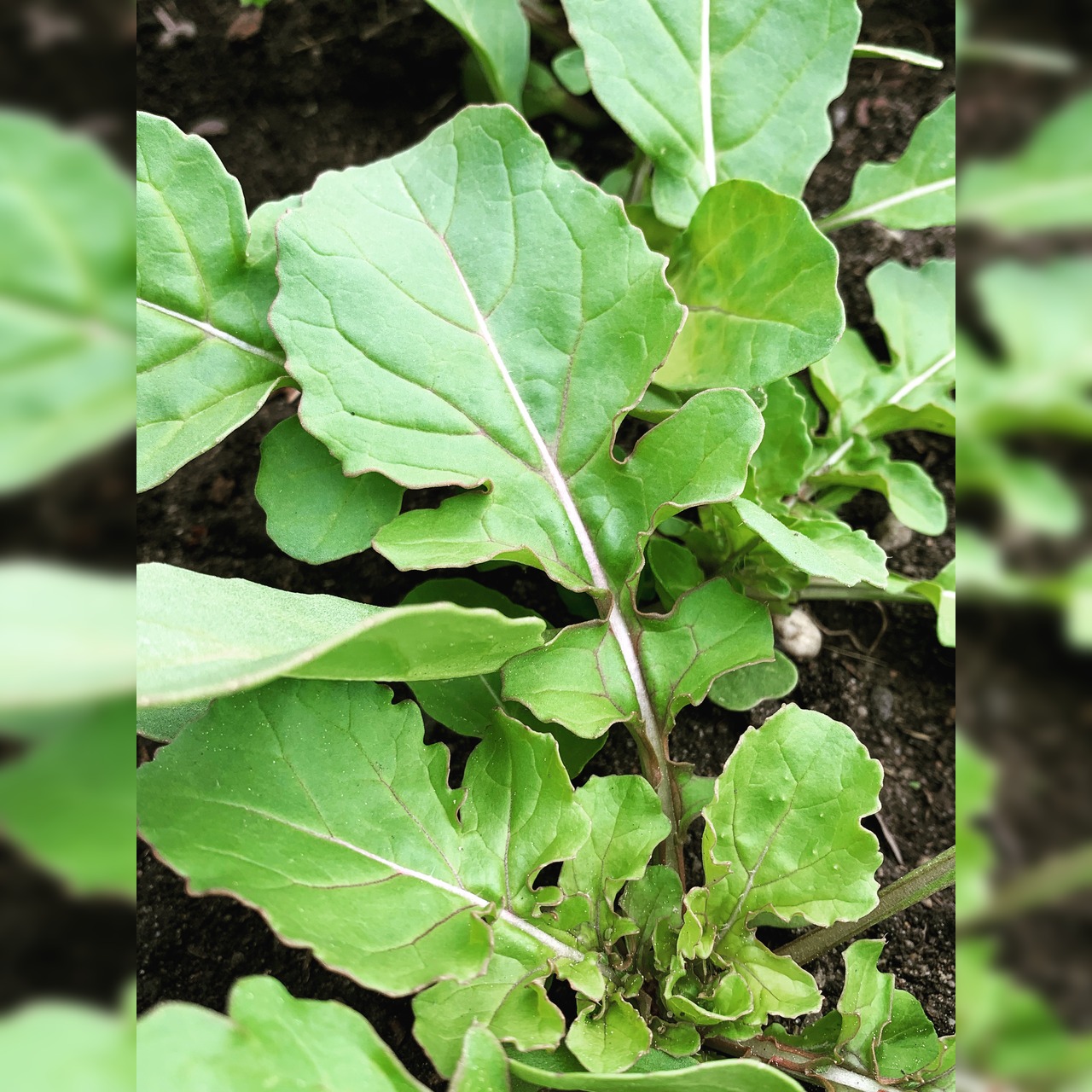 Salatrauke "Rucola" - BIO-Sorte [samenfest]