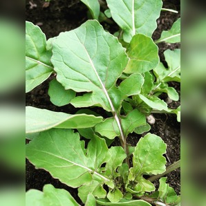 Salatrauke "Rucola" - BIO-Sorte [samenfest]