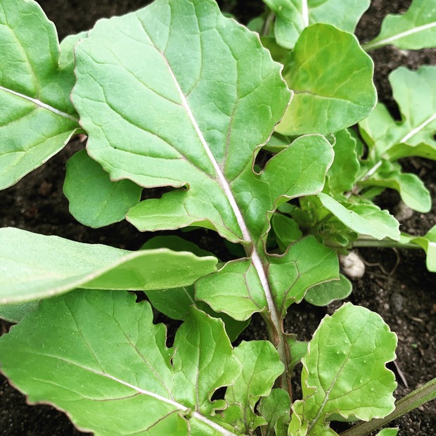 Salatrauke "Rucola" - BIO-Sorte [samenfest]