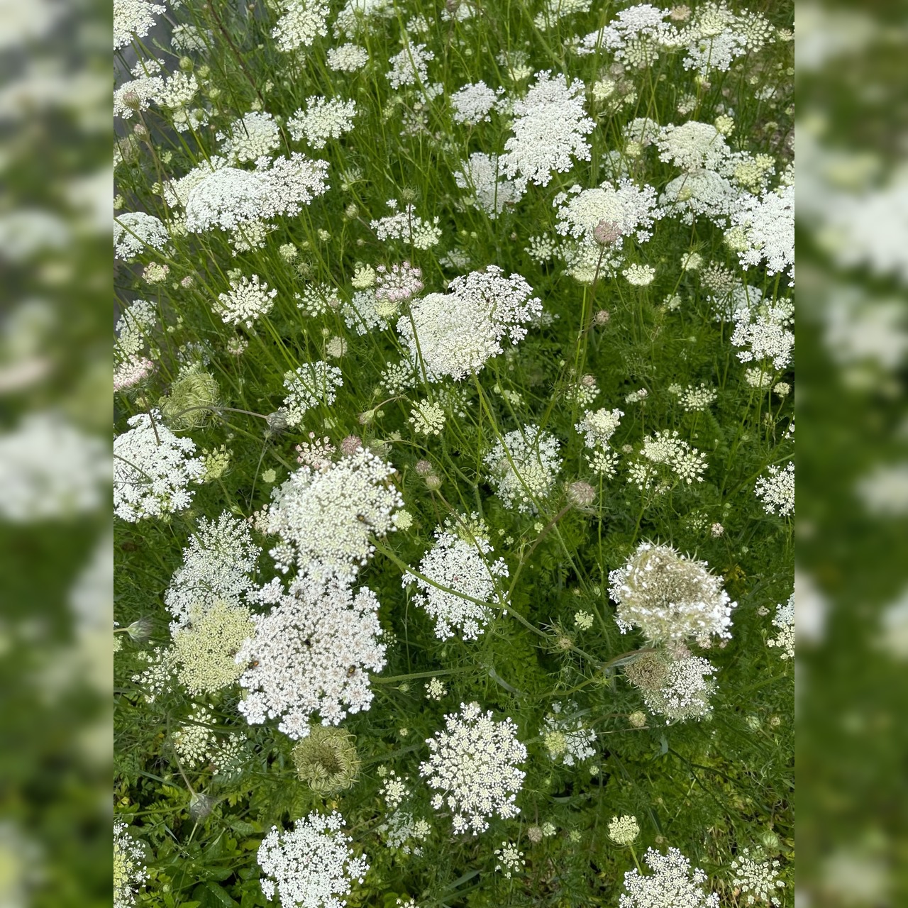 "wilde Möhre" - BIO-Blumensamen [samenfest]