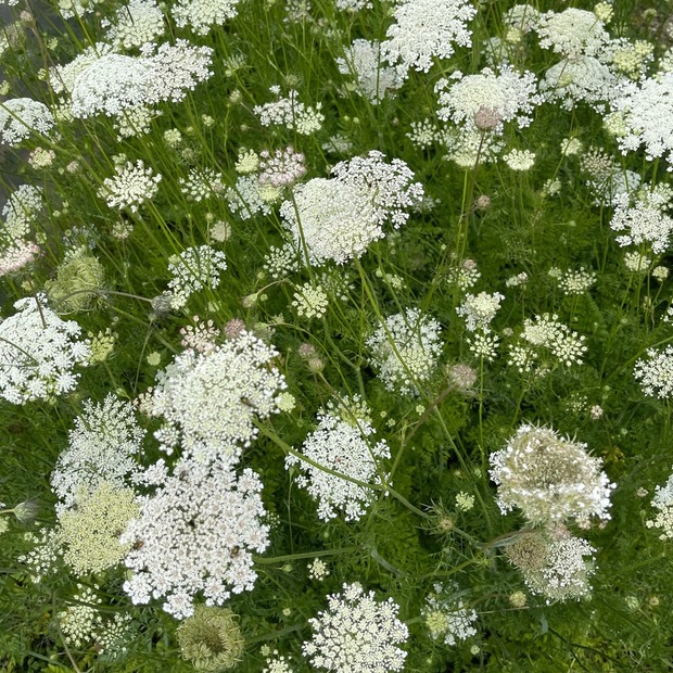 "wilde Möhre" - BIO-Blumensamen [samenfest]