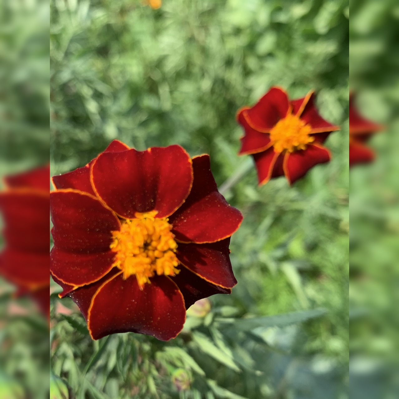 Blumensamen-Set "Gründüngung fürs Gemüsebeet" - 7 BIO-Sorten [samenfest]