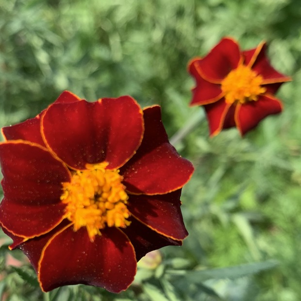 Blumensamen-Set "Gründüngung fürs Gemüsebeet" - 7 BIO-Sorten [samenfest]