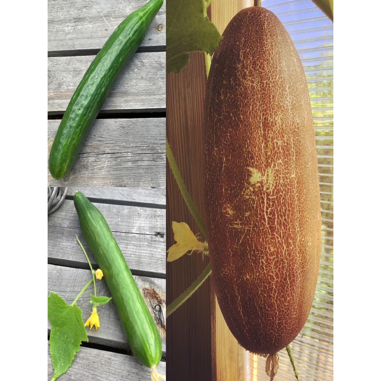 Gurkensamen-Set "Gewächshausgurken" - 3 BIO-Sorten [samenfest]