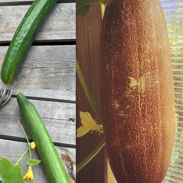 Gurkensamen-Set "Gewächshausgurken" - 3 BIO-Sorten [samenfest]