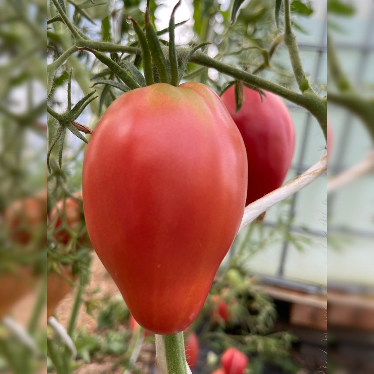 BIO Tomatensamen Set