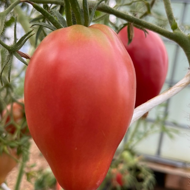 BIO Tomatensamen Set