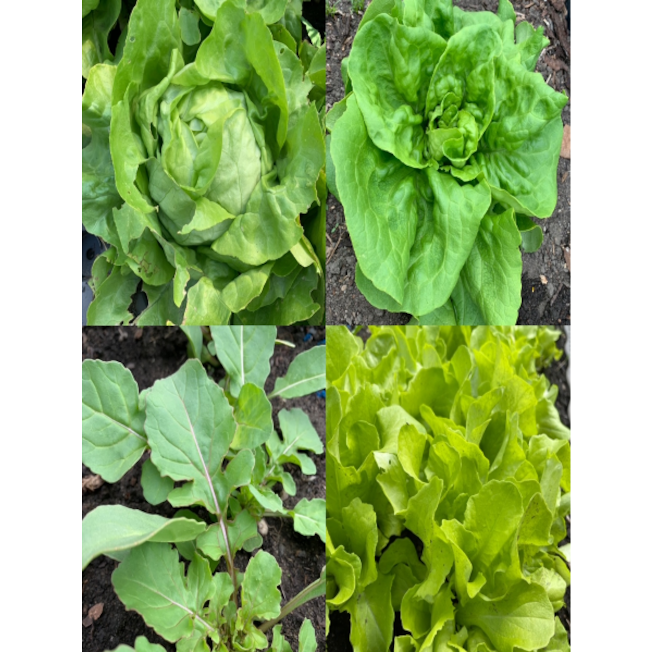 Gemüsesamen-Set „Gartensalat“ - 4 BIO-Sorten [samenfest]