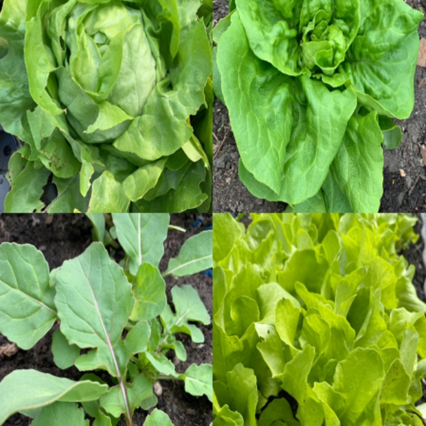 Gemüsesamen-Set „Gartensalat“ - 4 BIO-Sorten [samenfest]