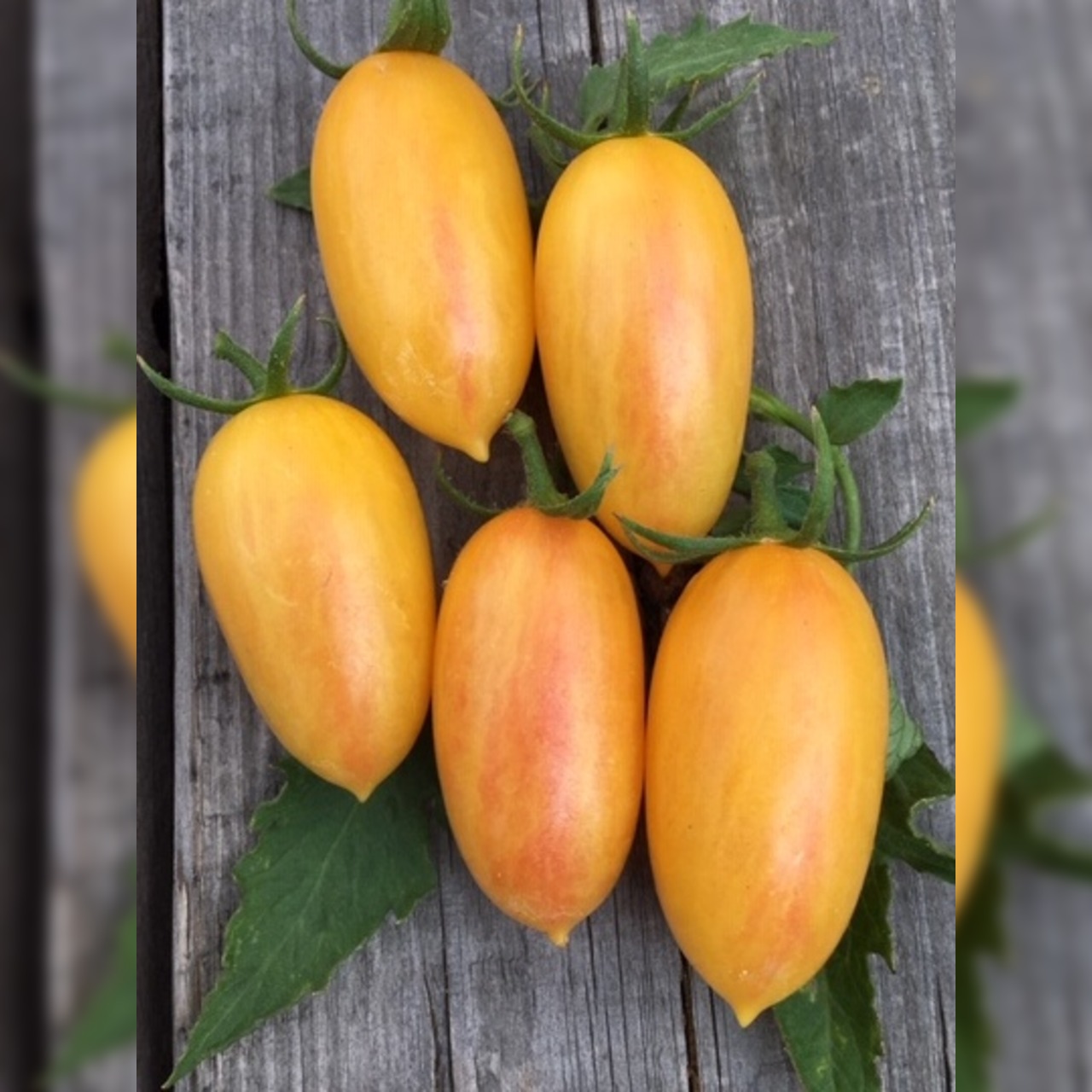 Anzucht-Set "Flaschentomate" [06, 68]