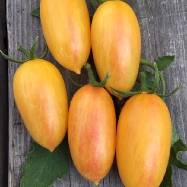 Anzucht-Set "Flaschentomate" [06, 68]