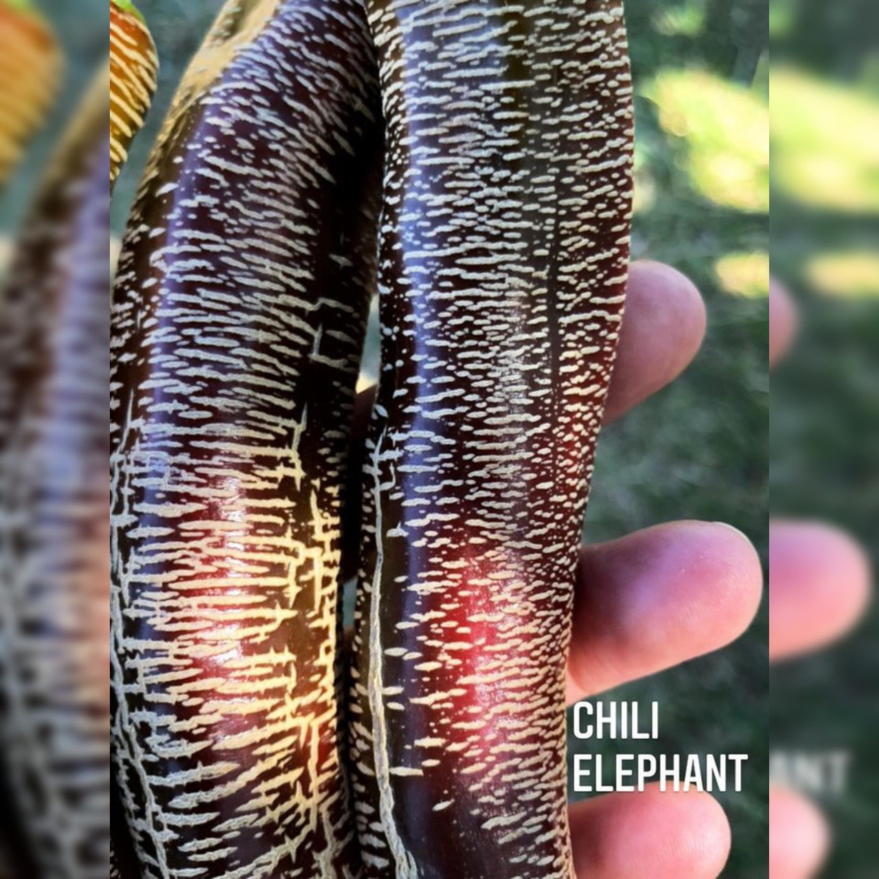 Chili Samen "Elefant" (samenfest & BIO)