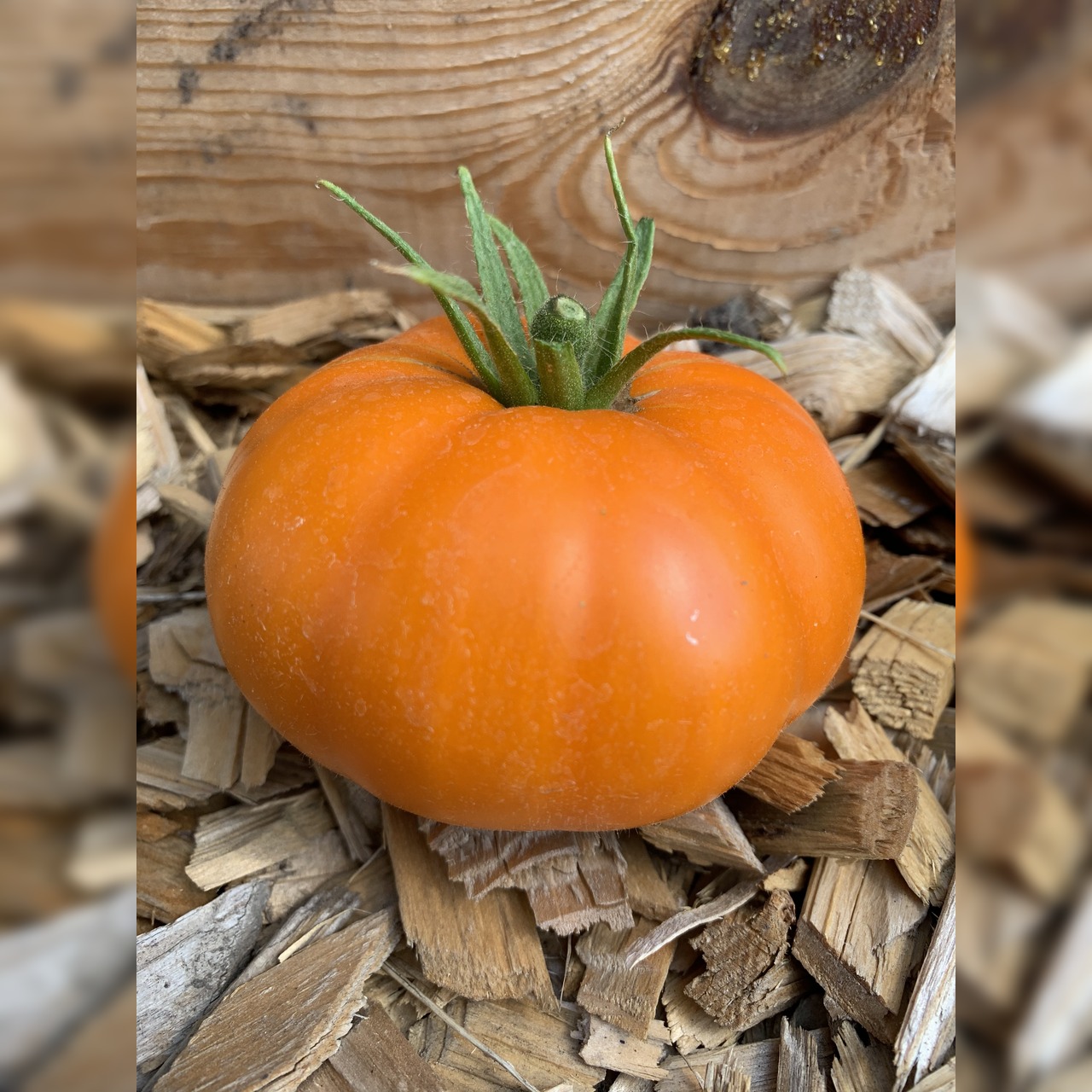 Tomate "Orange Queen" - BIO-Tomatensorte [samenfest]