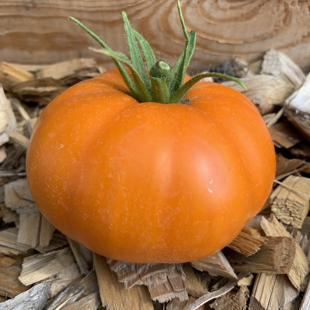 Tomate "Orange Queen" - BIO-Tomatensorte [samenfest]