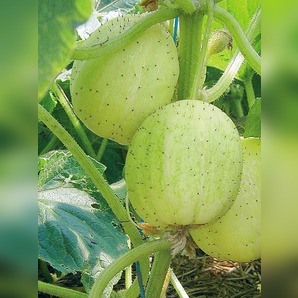 Zitronengurke „Limona“ - Bio-Freilandgurke (samenfest)