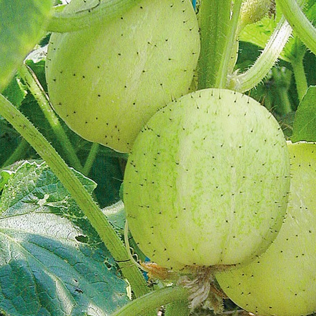 Zitronengurke „Limona“ - Bio-Freilandgurke (samenfest)