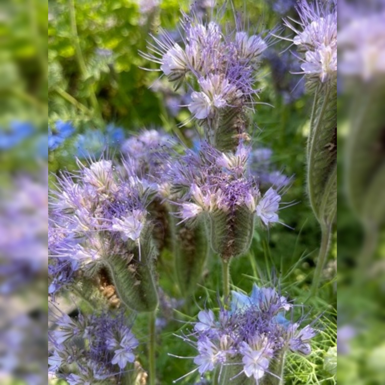 "Phacelia" -BIO-Blumensamen [samenfest]