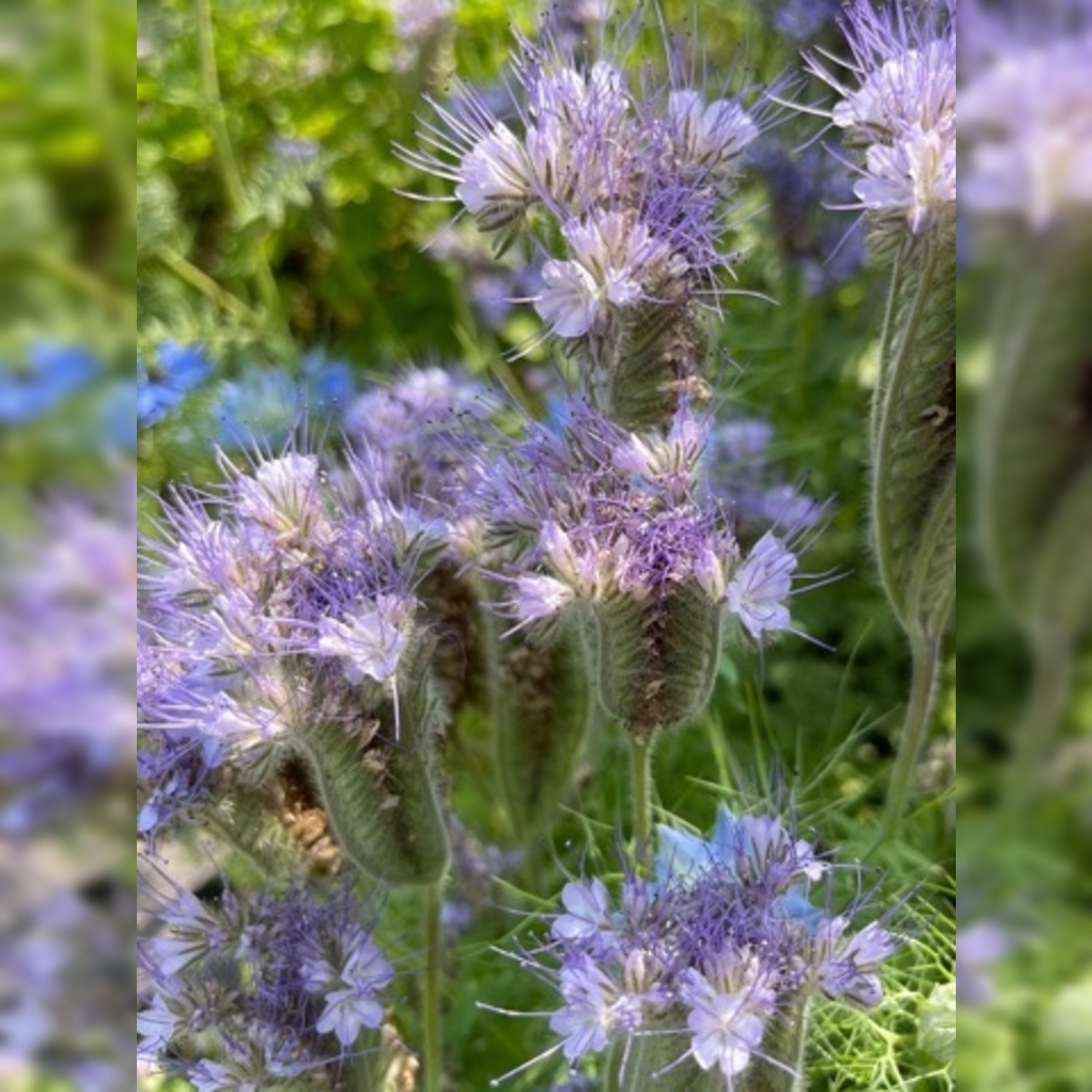 künstliche blüte Gelbe Nelke: Künstliche Illusionsblume | Flowrette main image 1