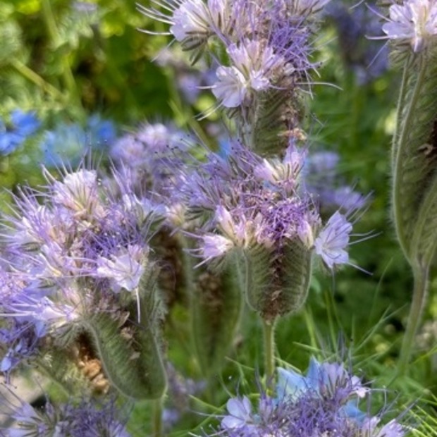 "Phacelia" -BIO-Blumensamen [samenfest]